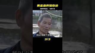 農村小伙在稻田里養黃金魚，讓一畝稻田一千多元的收益，翻了十倍 #于途史紀 #古墓 #考古發現 #考古 #盜墓筆記