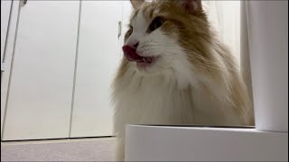 【癒し】サイベリアン猫のご飯タイム #10