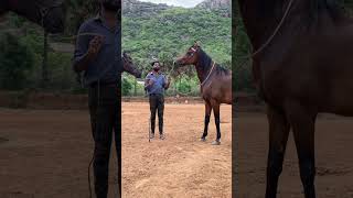 Anthiyur gurunathaswamy horse fair 2024