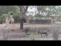 giraffes wildebeest 6 2