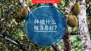 种植什么榴莲品种最好? #猫山王榴莲? #黑刺榴莲? #金风榴莲? #D24榴莲? 没有绝对的答案! #榴莲种植 #榴莲园 ｜Vlog165【榴莲聊一聊】