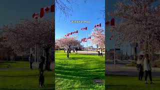 Top 6 Cherry Blossoms 🌸🌸spots in Toronto 🇨🇦