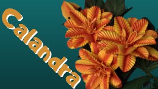 Flor Calandra de 5 pontas com #frisador