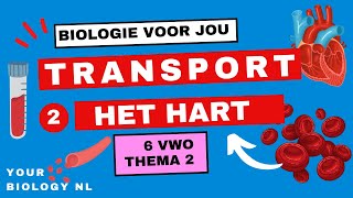 6 vwo | Transport | 2 | Het hart