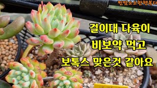 비보약 먹은 걸이대 다육이 보톡스맞은것 같아요