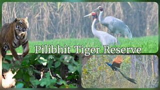 2nd Safari PIlibhit #tigerreserve ||Sarus cranes|| #youtube #popular #vlog #trending #yt #vlogging