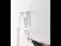 skeleton sketch human anatomy sketch