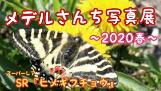 準絶滅危惧種『ヒメギフチョウ』の住む田舎です。【田舎生活のVlog】#33