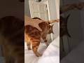 So You Want A Cat!!!???#funny #cat #shorts #funnyvideo