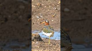 Greater Painted-Snipe | Wildlife India #wildlife #documentary #fujifilm #birds #bhigwan #xh2s #4k