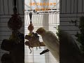 【diy☆ハンドメイドバードトイ③】手作りおもちゃでカジカジして遊ぶオカメインコ★はなまる cockatiel plays with new handmade toy.