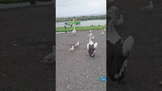 Pelican Bird at Sydney, Australia.