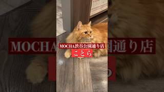 🐱ことら🐱　(マンチカン♂)　猫カフェMOCHA渋谷公園通り店　2024/8/7 撮影分　　#日替わり猫カフェにゃんこ