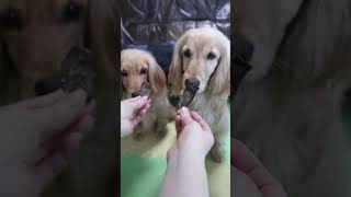 犬の姉妹がジビエジャーキーを美味しそうに食べる～ASMR 咀嚼音　#shorts