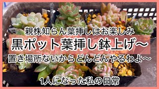 [多肉植物]黒ポット葉挿し鉢上げ〜親株知らん葉挿しはお楽しみ〜^_^1人になった私の戯言