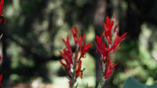 Wild Red Flowers | Free Videos Library No Copyright | Free Stock Footage [ Free To Use ] Free Video