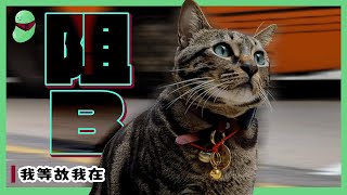 阻B ～可能係全香港—甚至全世界最鍾意等巴士的貓 5 #阻B