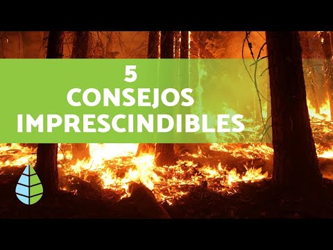 Causes Des INCENDIES De FORÊT