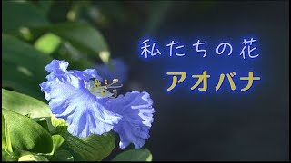 【第７回キッズシネマ塾】私たちの花 「アオバナ」