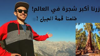 #Vlog3 | طلعنا قمة الجبل وزرنا أكبر شجرة في العالم