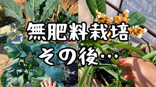 【驚きの成長】無肥料・無農薬栽培に挑戦！12月の庭の成長した野菜や植物達をご紹介します【ルームツアー】【家庭菜園】【プランター栽培】【微生物】