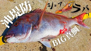 【真鯛】初沖堤防！初ショアラバで釣れたのは大型真鯛【ジグラバースルー】