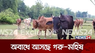 সীমান্ত পেরিয়ে অবাধে আসছে মিয়ানমারের গরু-মহিষ | News24