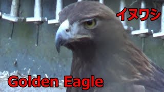 Golden Eagle イヌワシ　【多摩動物公園】