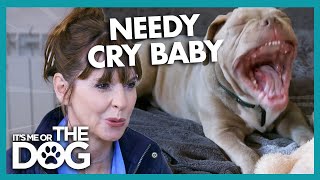 Needy Puppy Cries when Sleeping Alone at Night! | It's Me or The Dog