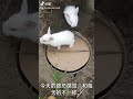 RABBIT MOM 🐇🐰 you can't guess how many to go in, Videos Cute moment you never know before #yt #634