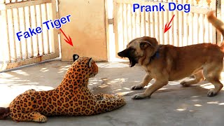 Wow Big Pranks 2024!!! Fake Tiger Prank Dog So Funny Pranks Try To Stop Laugh