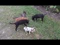 cute and friendly pets are eating lunch together