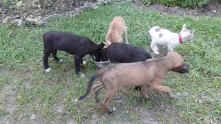 Cute and friendly pets are eating lunch together