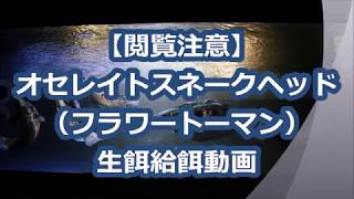 【閲覧注意】 オセレイトスネークヘッド （フラワートーマン） 生餌給餌動画