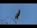 great cormorant chilling on a big tree