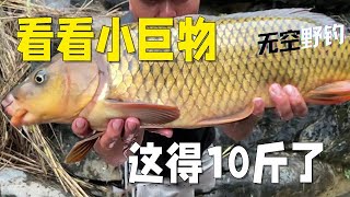 【無空野釣】最近的鯉魚是真的要上岸咬人了，看看這小巨物，得十斤了吧 #钓鱼 #探险 #户外 #钓鱼生活 #钓鱼高手 #钓鱼分享 #钓鱼佬 #大鱼