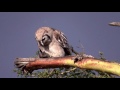 verreaux s eagle owl