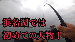 浜名湖で泳がせ釣りしたらまさかの大物が…