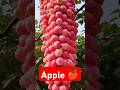 सेब कि खेती #fruit #funny #satisfying #colour #apple #amazingfacts #amazing #facts