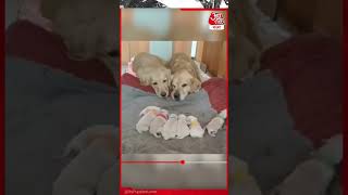 ​​কী মিষ্টি সংসার! Viral Dog Video | Cute Pet Dog | Aaj Tak Bangla