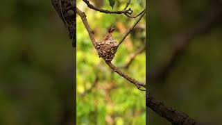 Indian Paradise Flycatcher Nest Activities in Purbasthali | Nesting Behavior in 4K #shorts