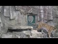 そろそろ屋内に入りたい？アムールトラ リング~ amur tiger