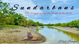 The largest mangrove forest in the world || Sundarban Royal Bengal Tiger || Tiger Attack  Sundarban