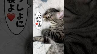 ピノ猫の仕草すべてに興奮するママさん #猫 #保護猫 #ピノ