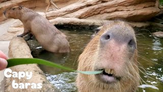 ご飯🌿はポカポカお風呂♨️の中で！こだわりスタイルのカピバラさん★Capybaras-Yummy/神戸どうぶつ王国