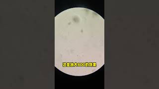 臭豆腐中的细菌 #显微镜下的世界#Microscope#Science Popularization#shorts