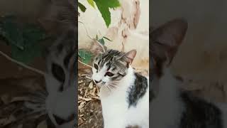 لما اتساب لوحدي في البيت#اكسبلور #funny #catmeme #catvideos #cute #explore #explorecomedy #cat