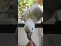 this isn’t the place to stand and wait for almonds そこアーモンドを待つ場所じゃないよ😅 shorts cockatoo birds