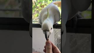 This isn’t the place to stand and wait for almonds! そこアーモンドを待つ場所じゃないよ😅 #shorts  #cockatoo #birds