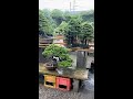 Rain at Kimura's Bonsai garden #shorts